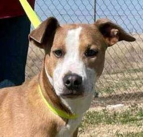 Nelly, an adoptable Catahoula Leopard Dog & Terrier Mix in Traverse City, MI_image-1