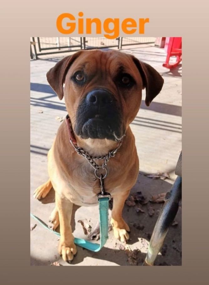 Dog for adoption - Ginger, a Boxer & Black Mouth Cur Mix in New Tripoli