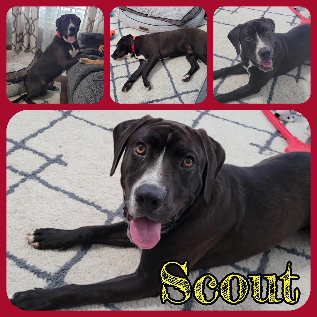 Scout