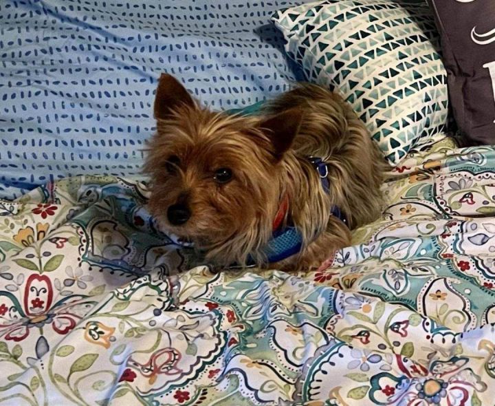 Pancake, an adopted Yorkshire Terrier Mix in Maumee, OH_image-1