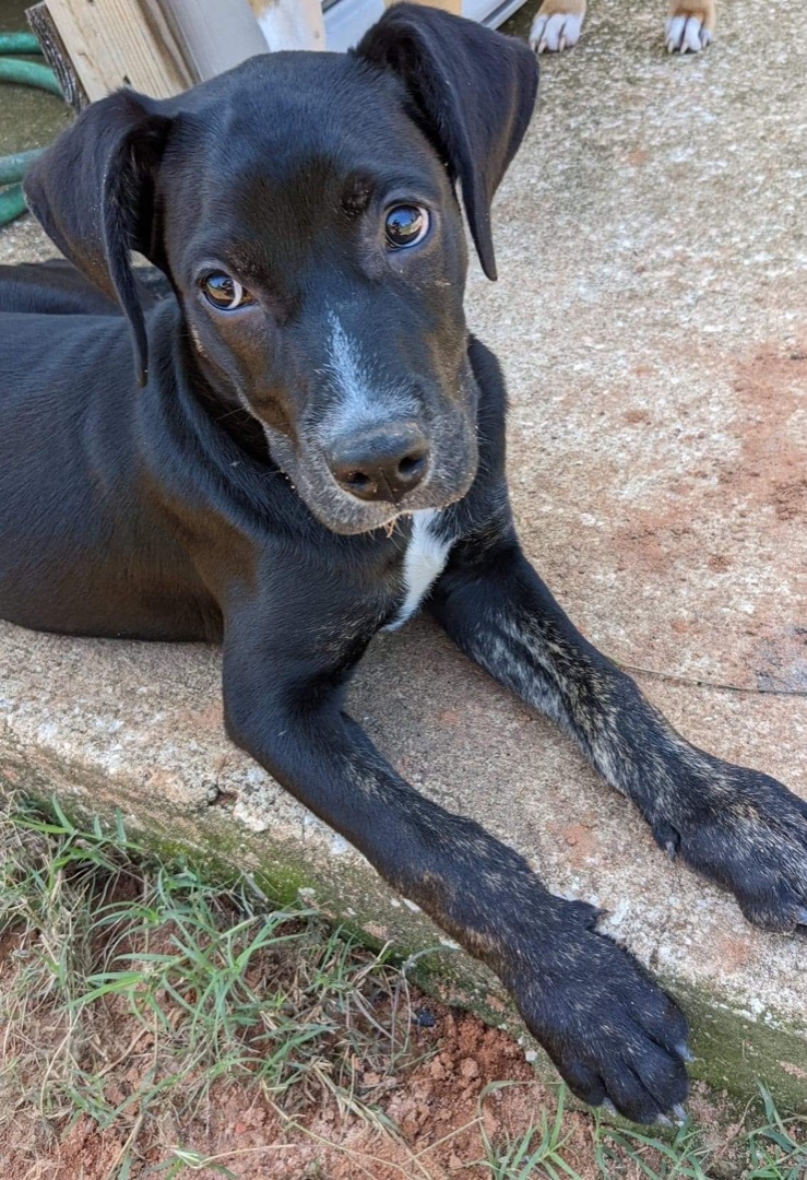 Nehru, an adoptable Plott Hound, Bloodhound in Crestview, FL, 32539 | Photo Image 1