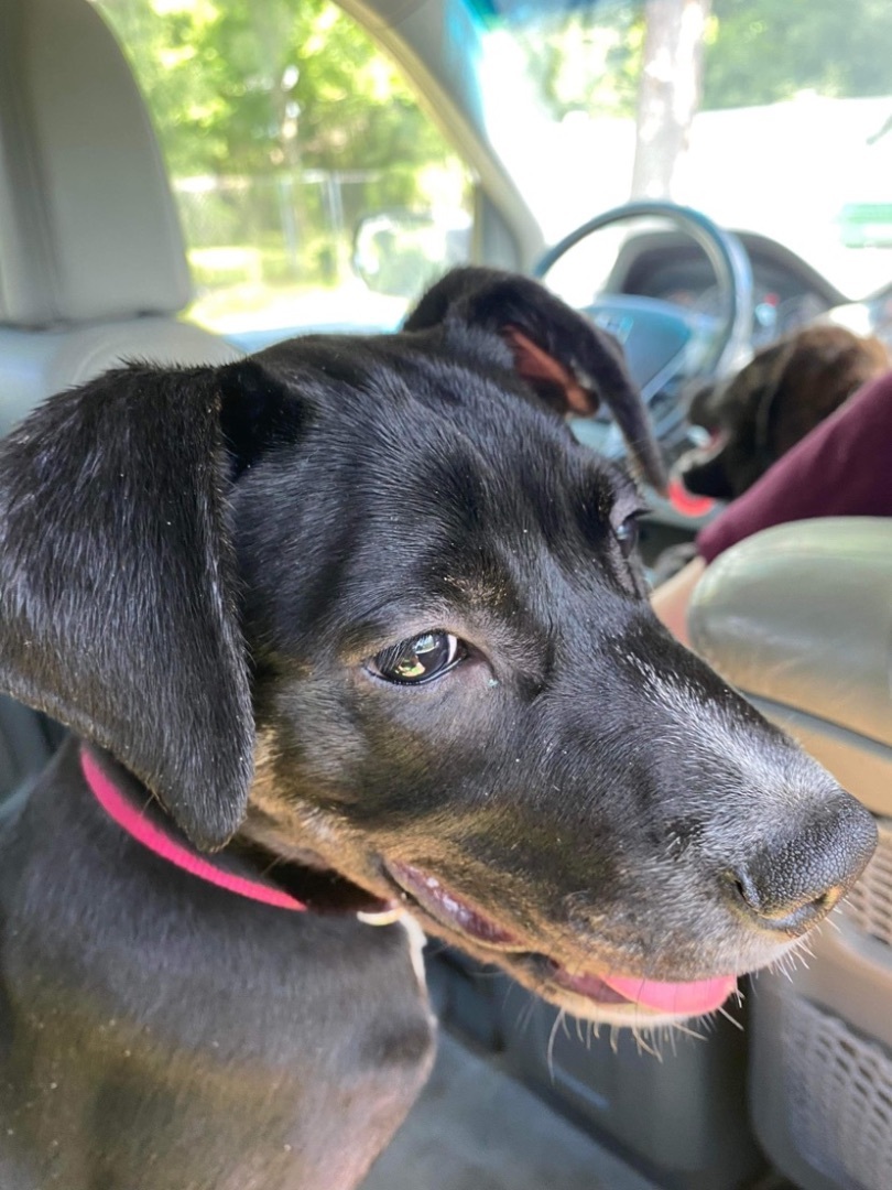 Nehru, an adoptable Plott Hound, Bloodhound in Crestview, FL, 32539 | Photo Image 3