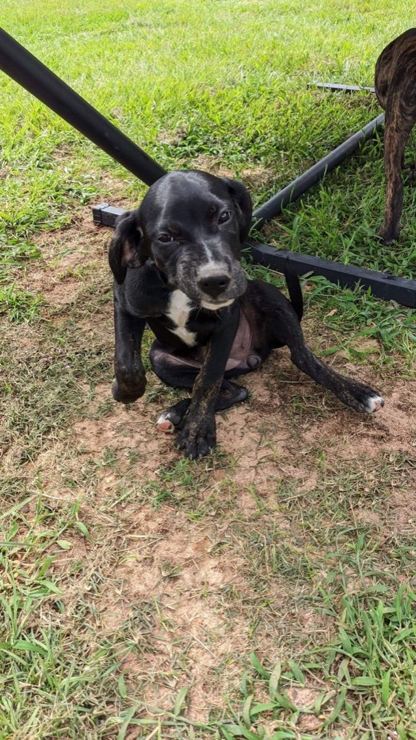 Nehru, an adoptable Plott Hound, Bloodhound in Crestview, FL, 32539 | Photo Image 3