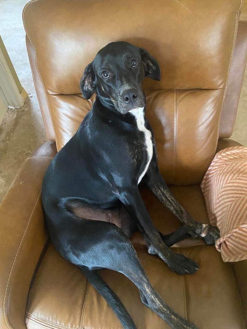 Nehru, an adoptable Plott Hound, Bloodhound in Crestview, FL, 32539 | Photo Image 6
