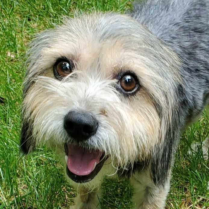 Dog for adoption Delta Dawn, a Schnauzer & Beagle Mix in Raleigh, NC