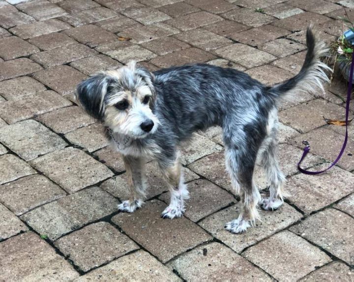 Dog for adoption Delta Dawn, a Schnauzer & Beagle Mix in Raleigh, NC