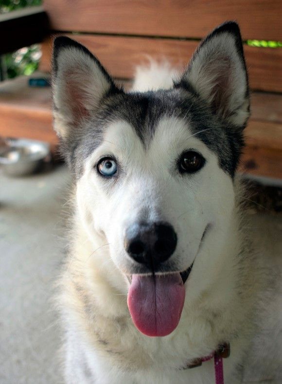 Husky store in house