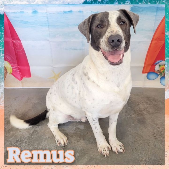 Remus, an adoptable Great Dane Mix in Daingerfield, TX_image-1