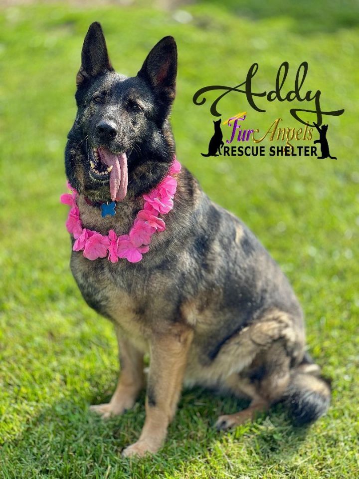 Dog for adoption - Addy, a German Shepherd Dog Mix in Toledo, OH