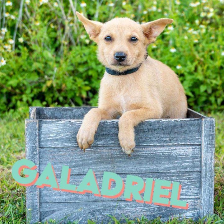 Galadriel, an adoptable Terrier Mix in New York, NY_image-1