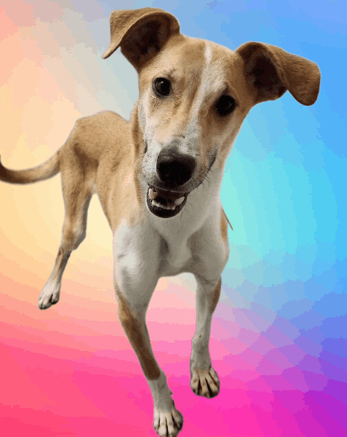 Bisquit, an adoptable Labrador Retriever & Foxhound Mix in Clear Lake, IA_image-1