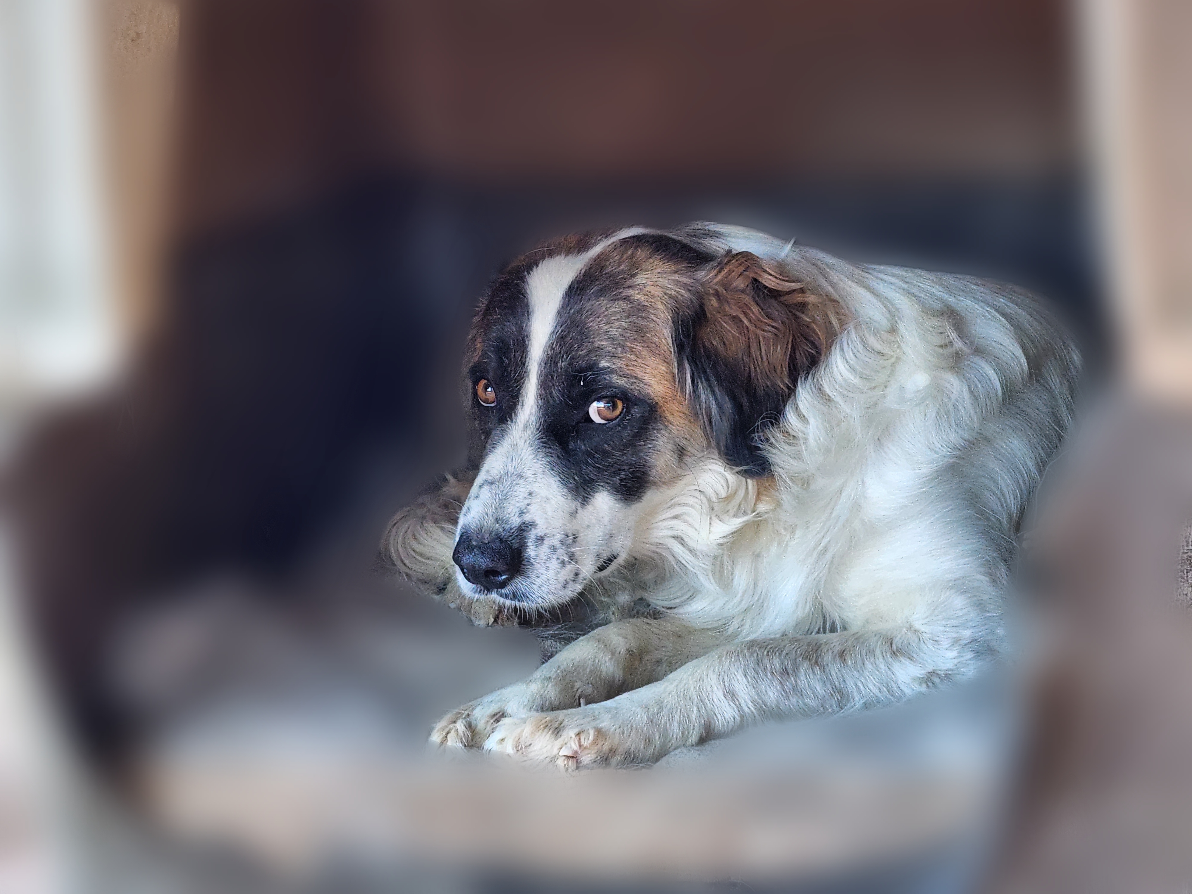 Aphrodite, an adoptable German Shepherd Dog, Great Pyrenees in Bakersfield, CA, 93313 | Photo Image 1