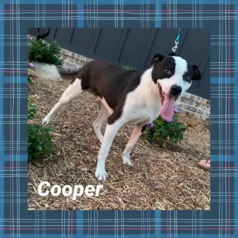 Cooper