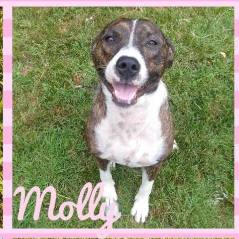 Molly 4