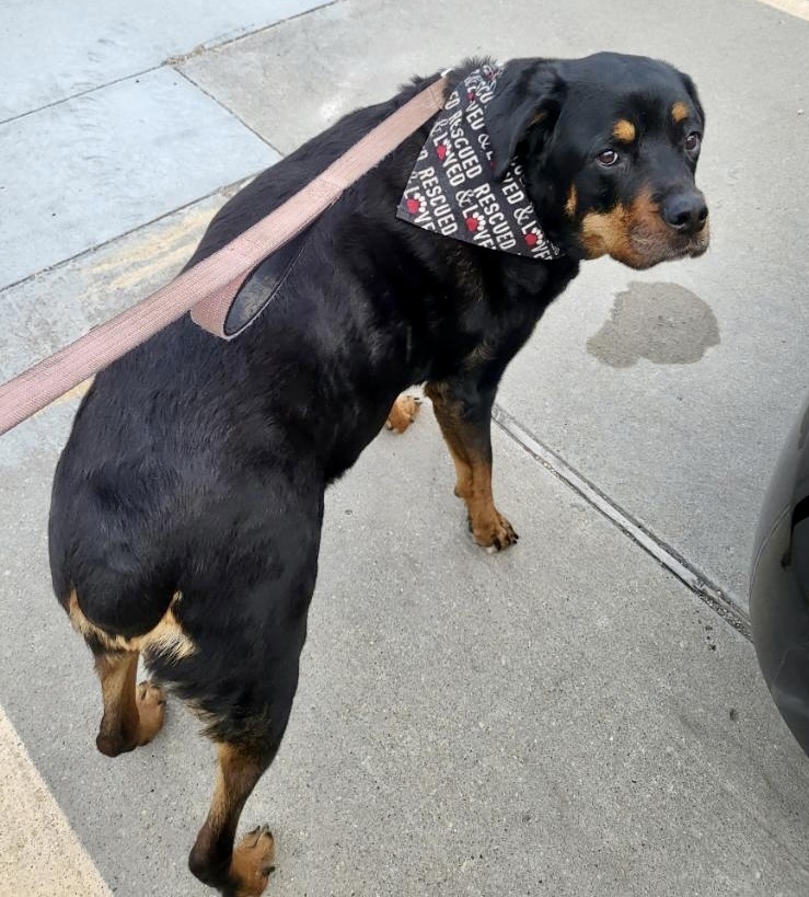 Maggie, an adoptable Rottweiler in Lincoln, NE, 68506 | Photo Image 3