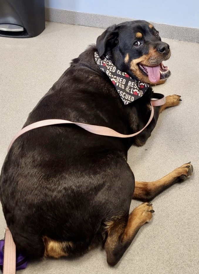 Maggie, an adoptable Rottweiler in Lincoln, NE, 68506 | Photo Image 5