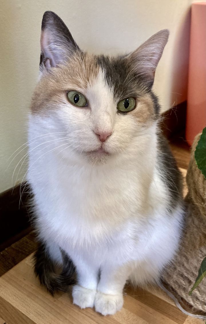 Mariah, an adoptable Domestic Short Hair & Dilute Calico Mix in Kennett Square, PA_image-2