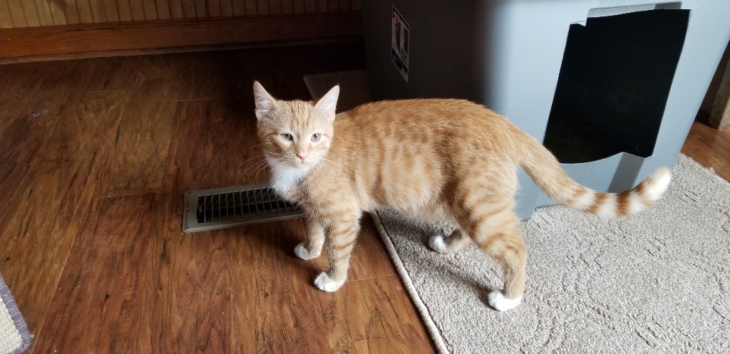 Blaze, an adoptable Domestic Short Hair in Darlington, SC, 29532 | Photo Image 1