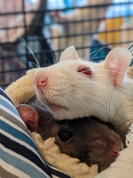Beans, Queso, & Guac, an adoptable Rat in Bellingham, WA_image-3