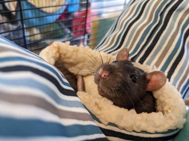 Beans, Queso, & Guac, an adoptable Rat in Bellingham, WA_image-4