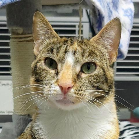 Ursula, an adoptable Domestic Short Hair in Sheridan, WY, 82801 | Photo Image 1