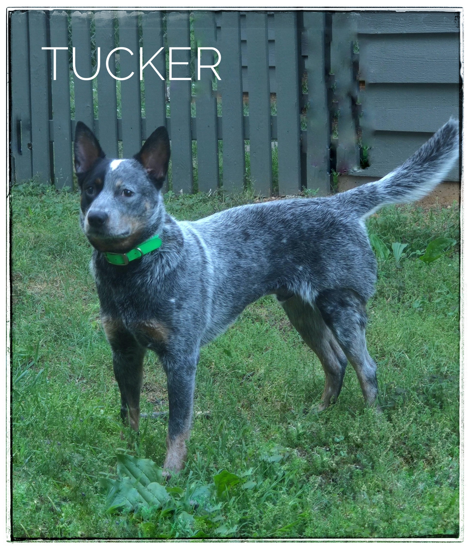 Tucker