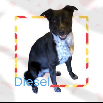 Diesel