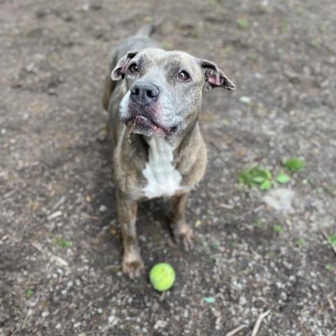 Furgie, an adoptable Pit Bull Terrier Mix in Middletown, NY_image-1