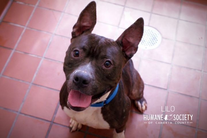 Lilo, an adoptable Pit Bull Terrier Mix in Johnstown, PA_image-1