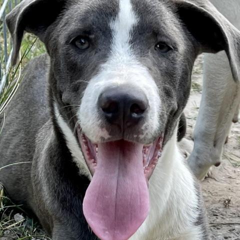 Orson, an adoptable Mixed Breed, Weimaraner in Dallas, TX, 75201 | Photo Image 1