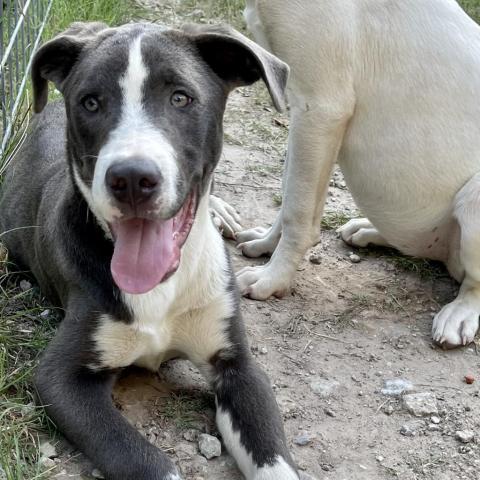 Orson, an adoptable Mixed Breed, Weimaraner in Dallas, TX, 75201 | Photo Image 2