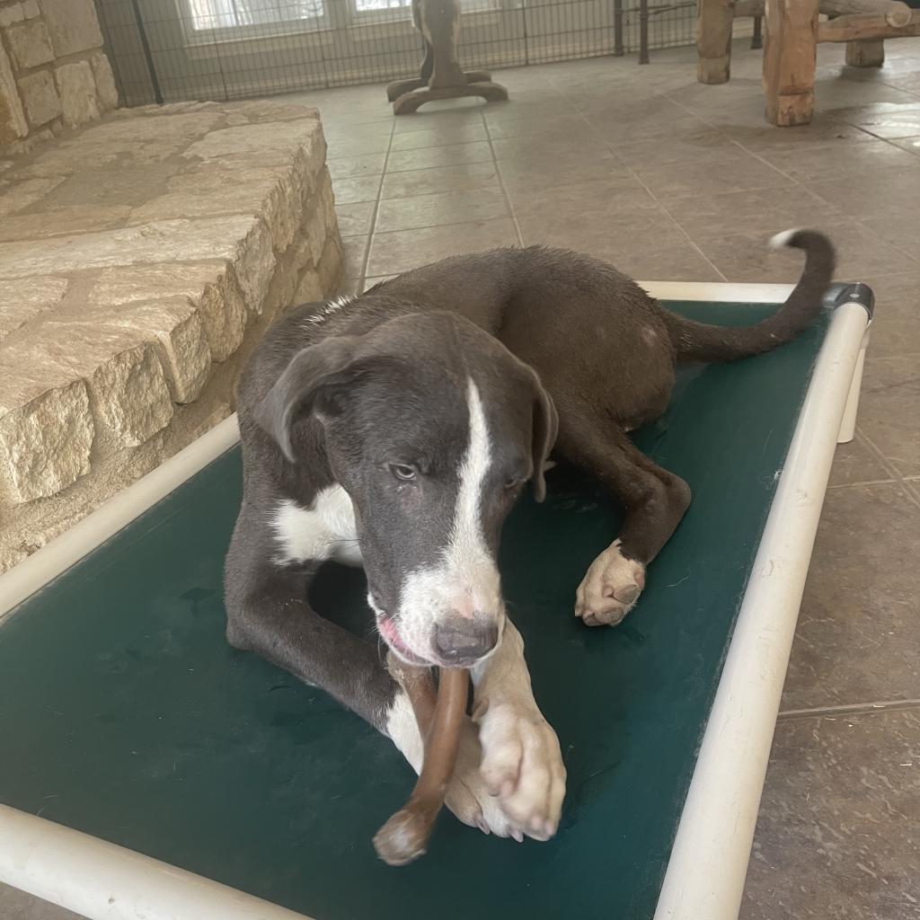 Orson, an adoptable Mixed Breed, Weimaraner in Dallas, TX, 75201 | Photo Image 2