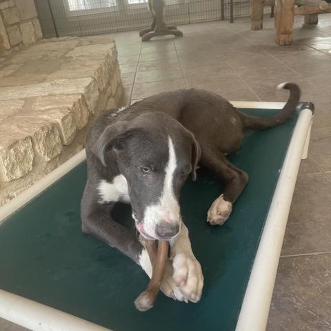 Orson, an adoptable Mixed Breed, Weimaraner in Dallas, TX, 75201 | Photo Image 4