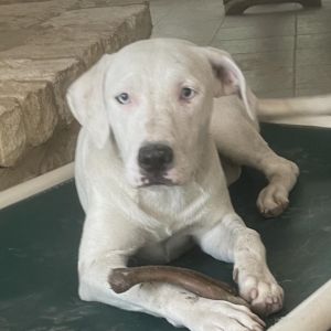 Orla, Adult Female Mixed Breed