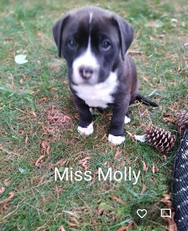 Miss Molly