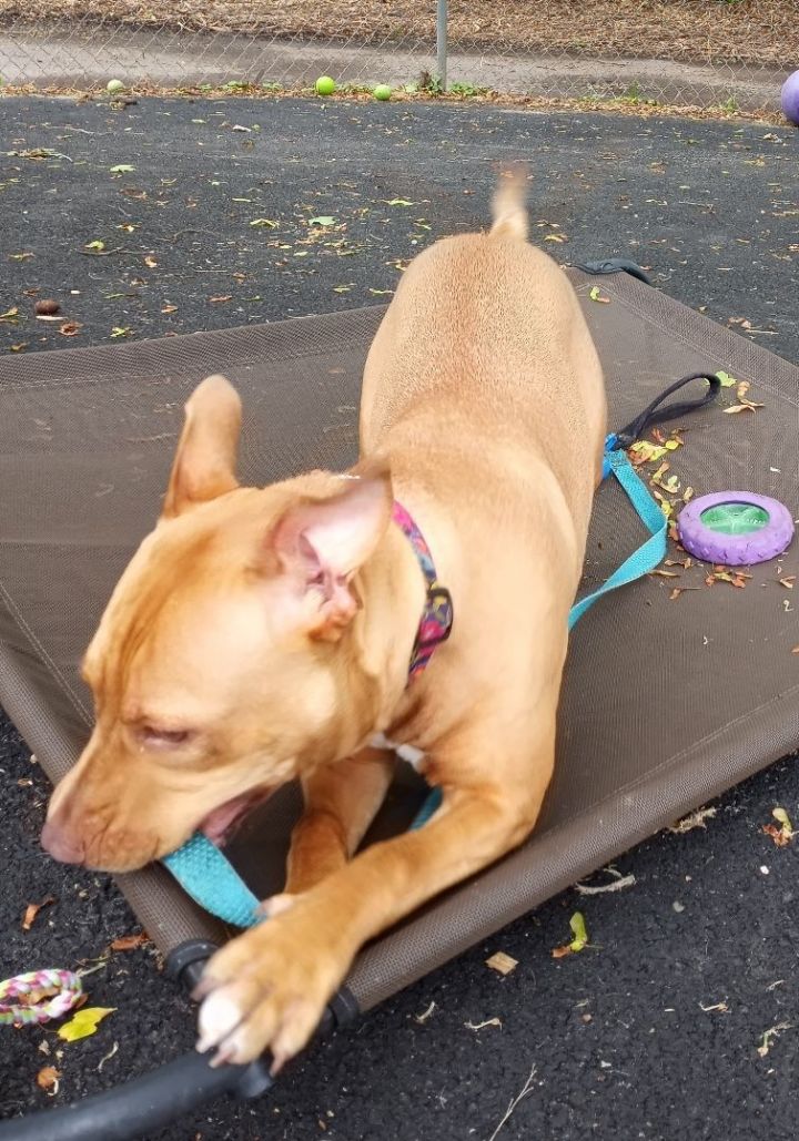 Bella Sullivan, an adoptable Terrier Mix in Plainfield, NJ_image-2