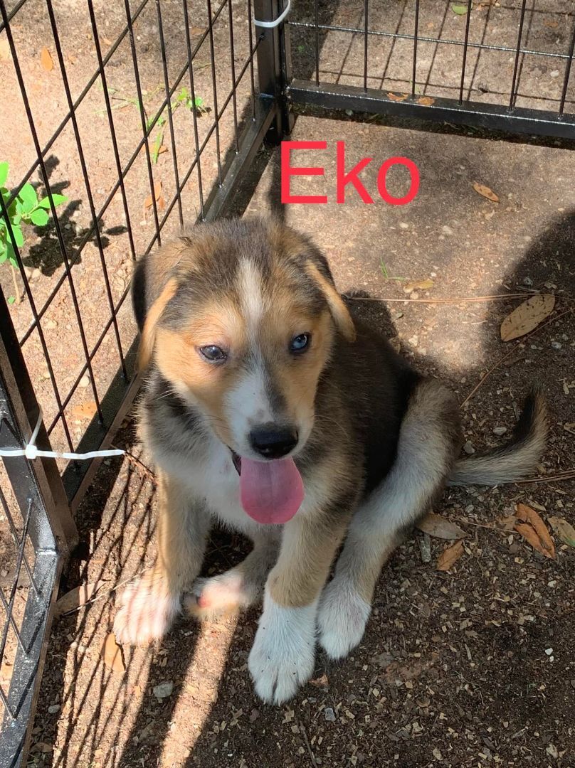 Eko