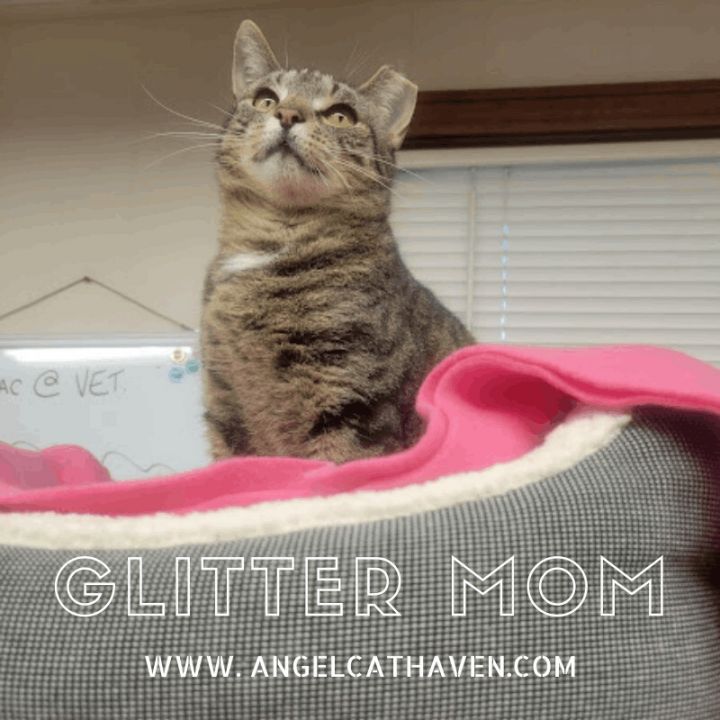 Glitter Mom, an adoptable Domestic Short Hair in Plainville, MA_image-1