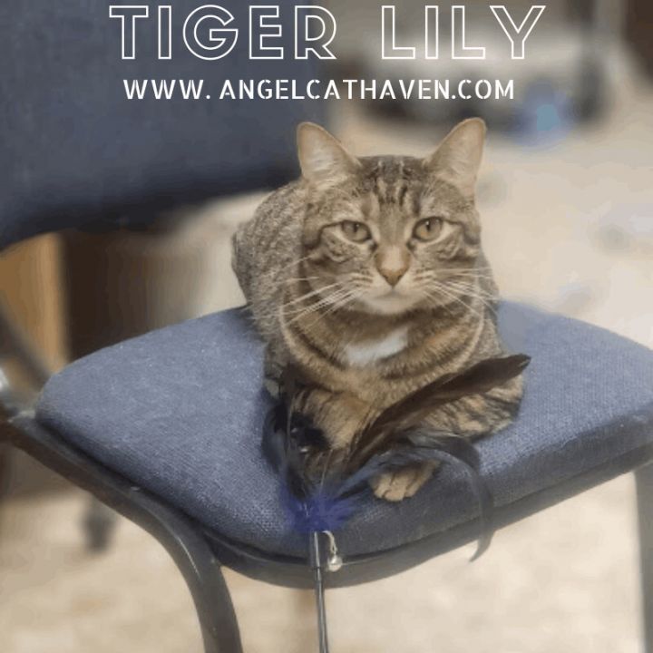 Tiger Lily, an adopted Domestic Short Hair in Plainville, MA_image-1