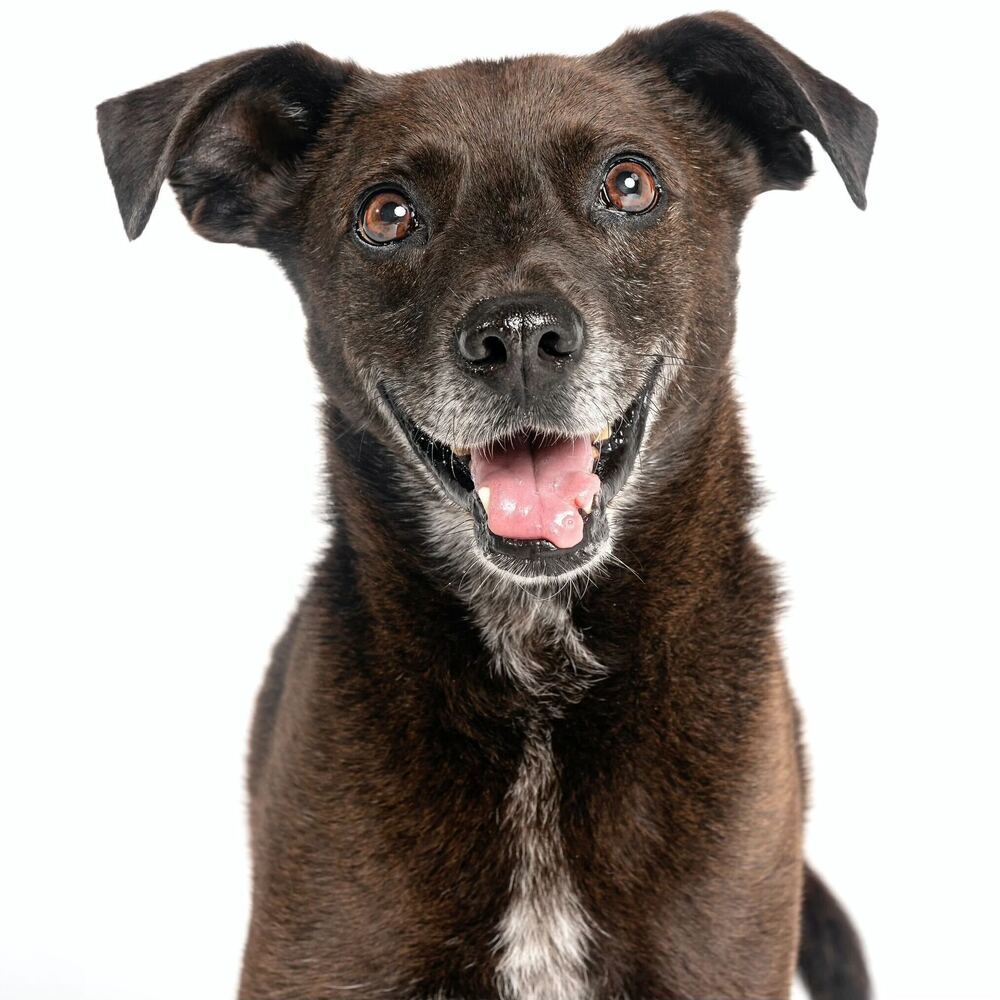 Sergeant, an adoptable Terrier in San Diego, CA, 92103 | Photo Image 1
