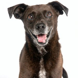Sergeant, Adult Male Terrier