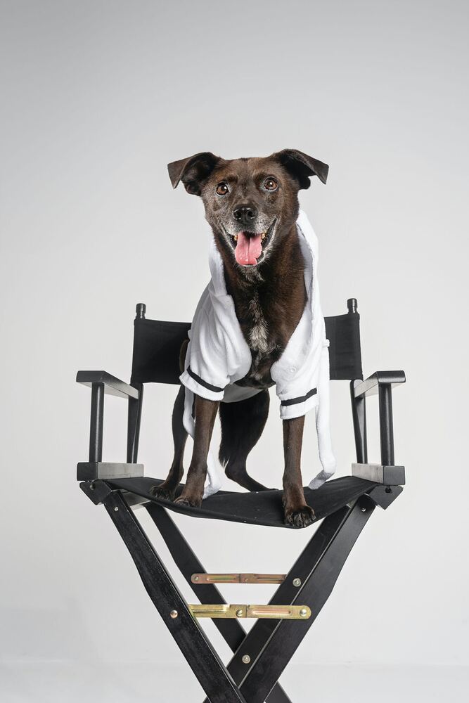Sergeant, an adoptable Terrier in San Diego, CA, 92103 | Photo Image 2