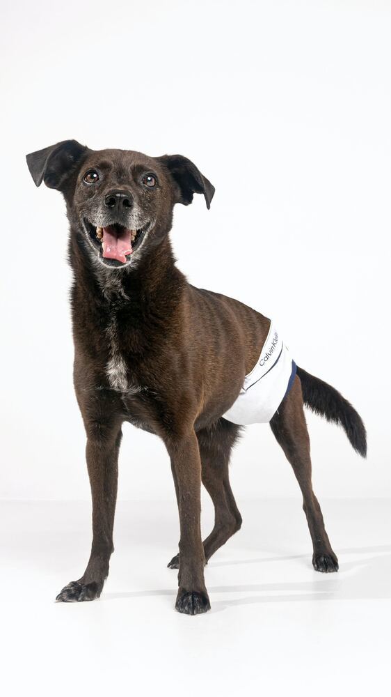 Sergeant, an adoptable Terrier in San Diego, CA, 92103 | Photo Image 3