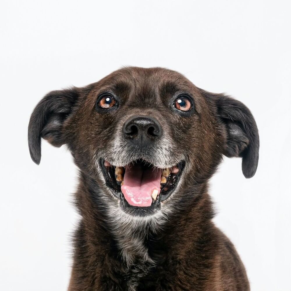 Sergeant, an adoptable Terrier in San Diego, CA, 92103 | Photo Image 4