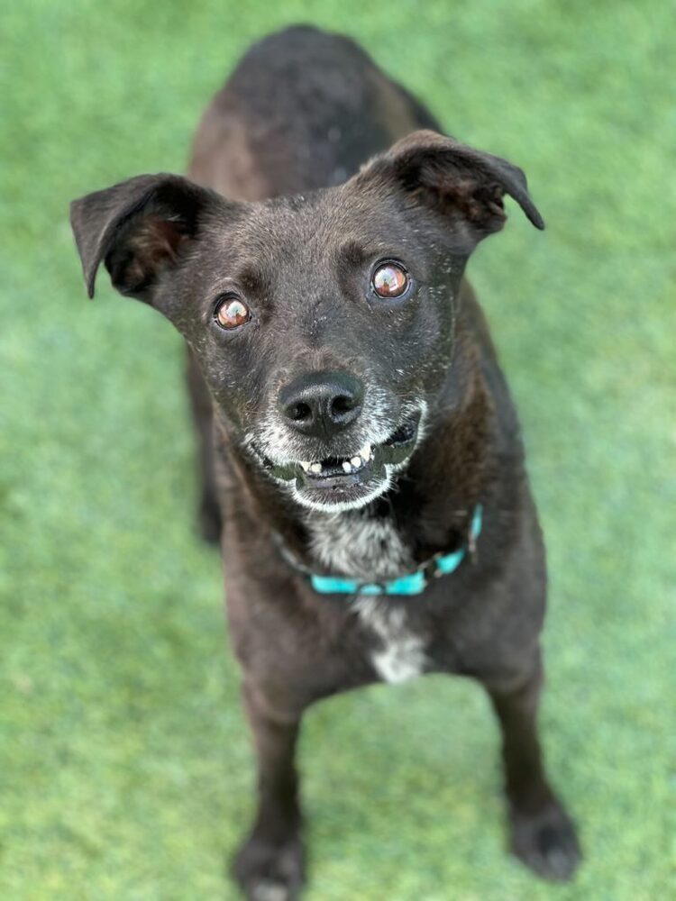 Sergeant, an adoptable Terrier in San Diego, CA, 92103 | Photo Image 5