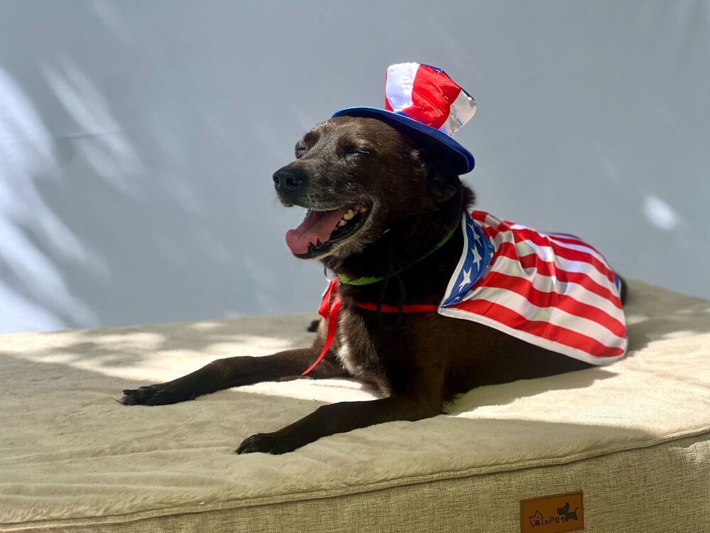 Sergeant, an adoptable Terrier in San Diego, CA, 92103 | Photo Image 6