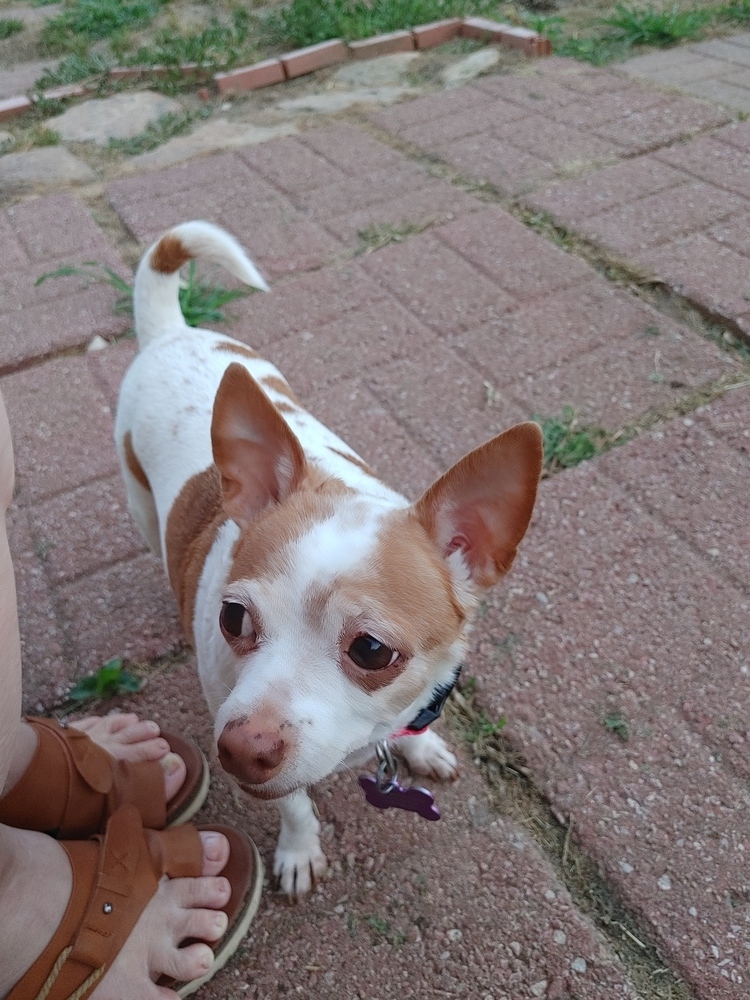 Chihuahua - Rita