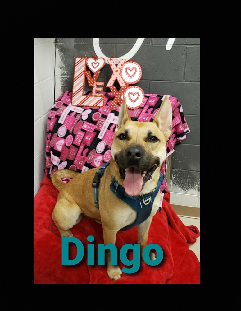 Dingo