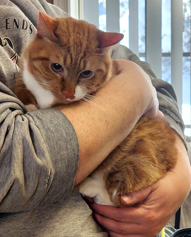 Happy, an adoptable Domestic Short Hair in Anoka, MN, 55303 | Photo Image 3