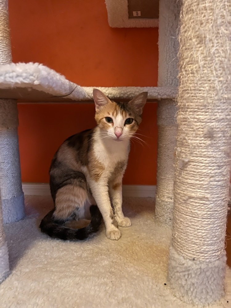 Stella, an adoptable Domestic Short Hair in Thatcher, AZ, 85552 | Photo Image 1